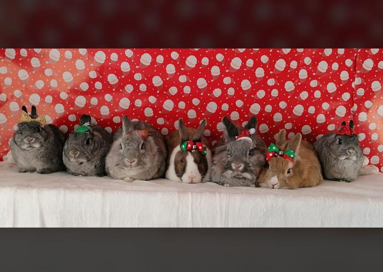 Dearbhla McElwee - My 7 beautiful house bunnies