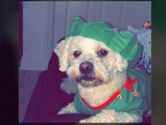 Kellee Pritchard - Milo not impressed with his hat and elfie pyjammas.