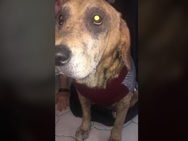 Lucia Gallagher - Snoopy in her Christmas jumper