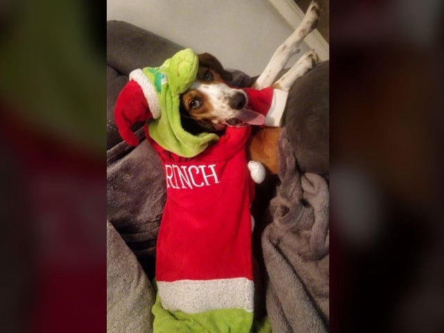 Lashes Mc Loc McLaugh - Bailey as Grinch