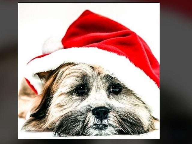 Margaret McLaren - Christmas Coco.