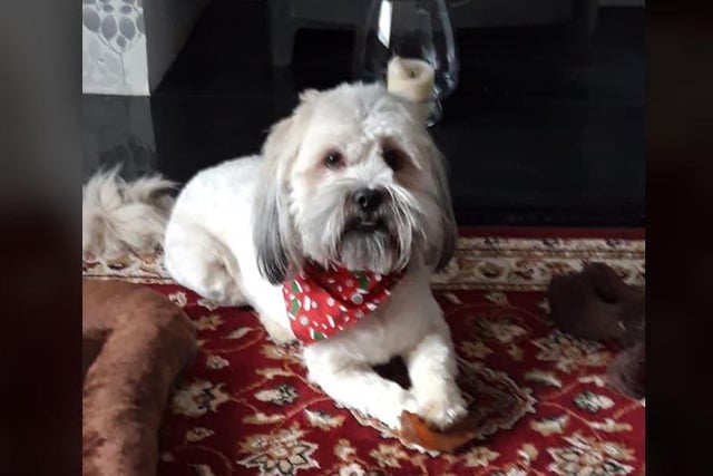 Mary Boyle - Our wee Lhasa Apso Eddie