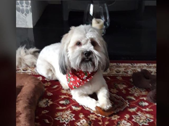 Mary Boyle - Our wee Lhasa Apso Eddie