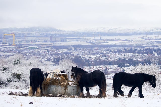 Horses pictured on the Castlereigh Hills in east Belfast. 

Picture by Jonathan Porter/PressEye