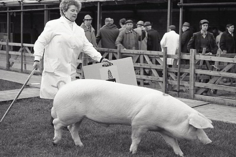 Mrs Elsie Breadon from Donaghadee, Co Down, at the Balmoral spring show and sale in February 1982, with her supreme champion Welsh boar. Mrs Breadon also won the reserve supreme championships with a gilt. Picture: Farming Life archives