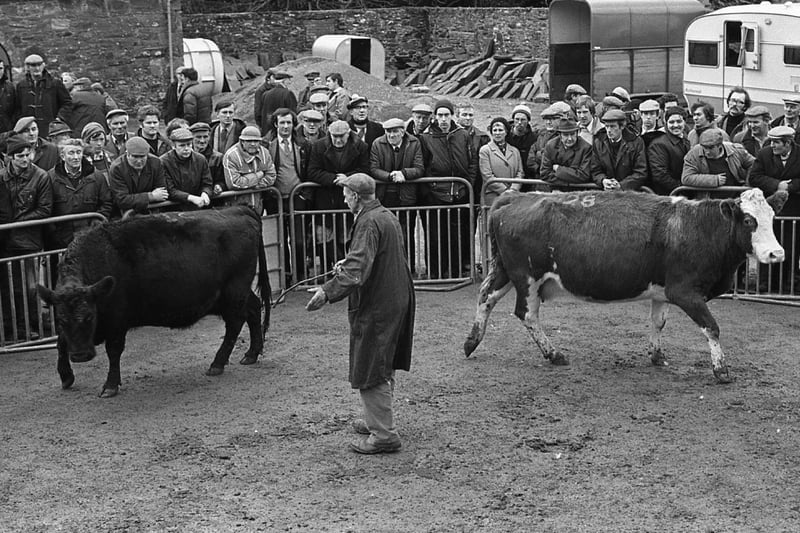 Some of the cows from the Dickson Farms herd which were dispersed at Castle Ward in February 1982. Picture: Trevor Dickson/Farming Life archives
