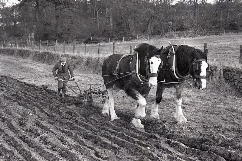 Bertie Hanna from Saintfield pictured giving a horse ploughing demonstration at the Ulster Folk Museum at Cultra, Holywood, Co Down, in February 1982. Picture: News Letter archives