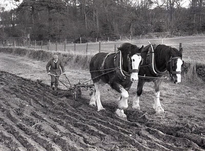 Bertie Hanna from Saintfield pictured giving a horse ploughing demonstration at the Ulster Folk Museum at Cultra, Holywood, Co Down, in February 1982. Picture: News Letter archives