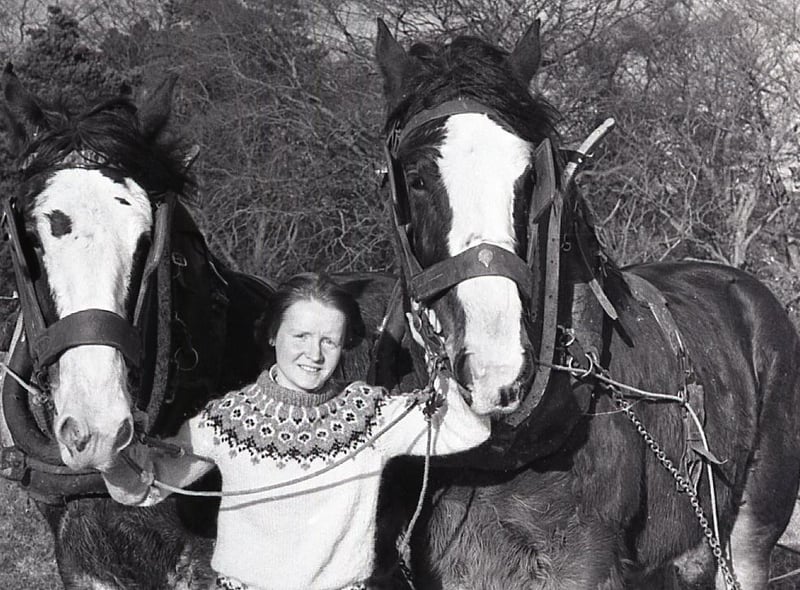 Katharine Kinney, a librarian at the Ulster Folk Museum at Cultra, Holywood, Co Down, holds Rob and Dick during Bertie Hanna's ploughing demonstration at the museum in February 1982. Picture: News Letter archives