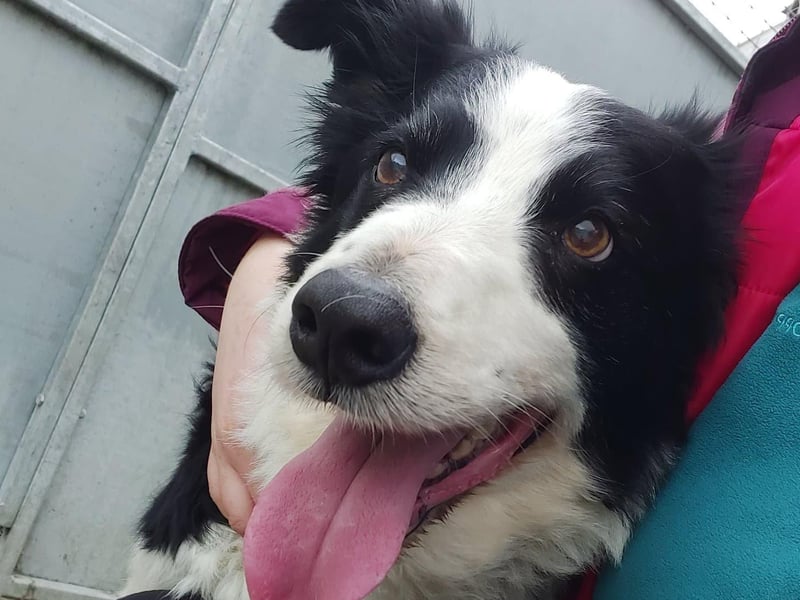 Tucker : We originally took Tucker out of our local council dog pound as an unclaimed stray back in 2017.He went on to be rehomed but sadly just before Christmas his mum passed away and our boy came back into our care. Watching any pet adapt after losing their owner is a hard day in rescue but as the days go by they find comfort in us, with a promise of finding them a new loving home. Hopefully Tucker won't have too long to wait. Tucker is a very loving Collie aged approx. 8 - 9 years old. Unfortunately the years have not been kind to our boy and these days he’s a lot slower on his feet so therefore he doesn’t need the super active home that his breed usually need. He also needs a settled home with previous dog experience and a home with no dogs or cats and is suitable to share his new home with kids aged 6+ years old.   To offer Tucker his new beginning please email rainbowrehoming@gmail.com to request an Dog Application Form.