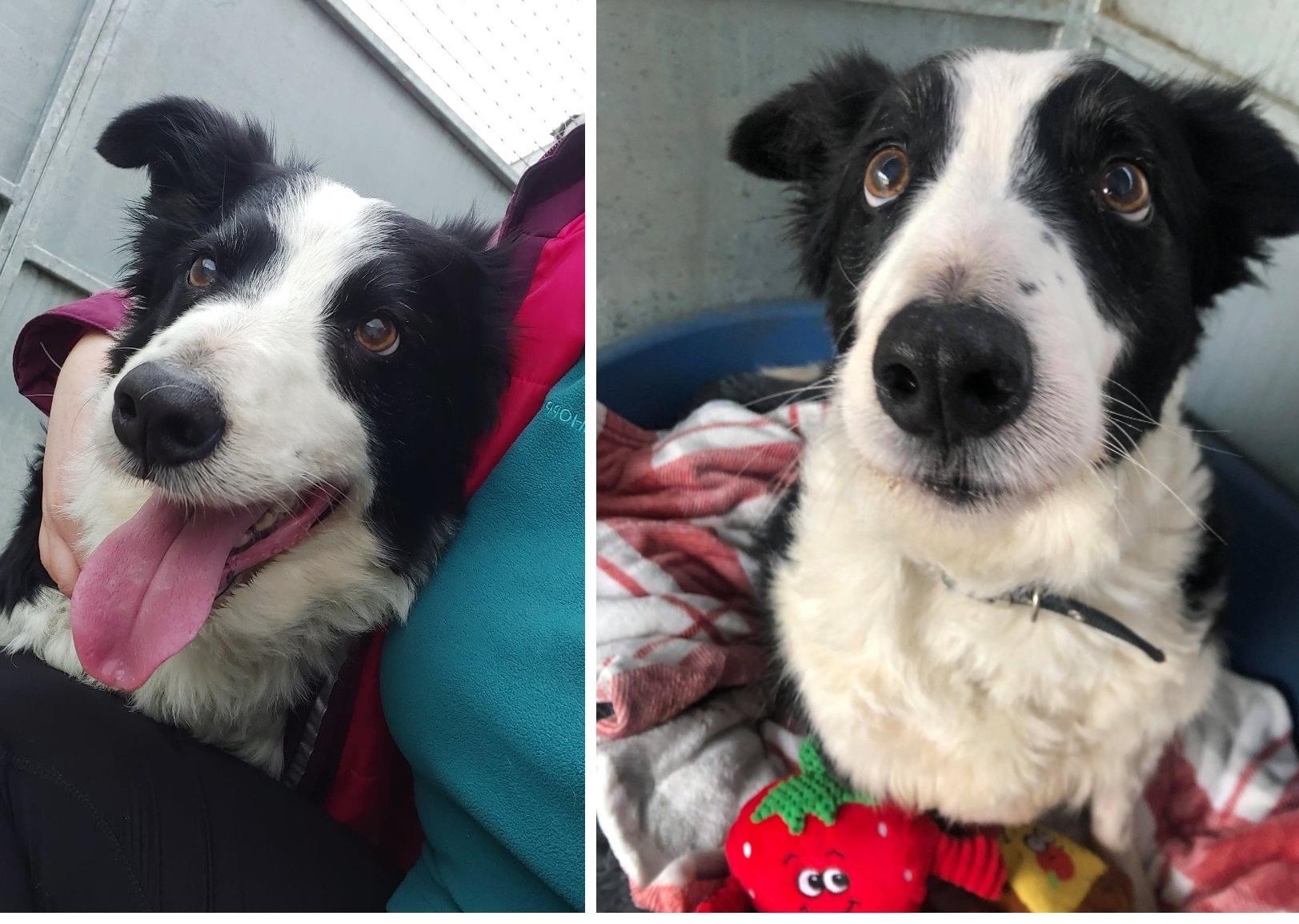 Tucker : We originally took Tucker out of our local council dog pound as an unclaimed stray back in 2017.He went on to be rehomed but sadly just before Christmas his mum passed away and our boy came back into our care. Watching any pet adapt after losing their owner is a hard day in rescue but as the days go by they find comfort in us, with a promise of finding them a new loving home. Hopefully Tucker won't have too long to wait. Tucker is a very loving Collie aged approx. 8 - 9 years old. Unfortunately the years have not been kind to our boy and these days he’s a lot slower on his feet so therefore he doesn’t need the super active home that his breed usually need. He also needs a settled home with previous dog experience and a home with no dogs or cats and is suitable to share his new home with kids aged 6+ years old.   To offer Tucker his new beginning please email rainbowrehoming@gmail.com to request an Dog Application Form.