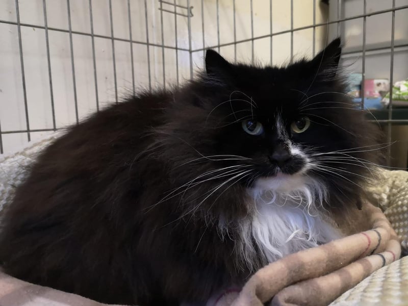 LADY S... Or Sox to us commoners is most happy watching the world go by and least happy when you make a fuss - a quick pet and off she goes on her travels to seek the next good viewing point. Sox is aged approx. 7 years old and she would be happy to share her new home with other cats and kids 12+ years old.
To offer our Sox her new beginning please email rainbowrehoming@gmail.com to request an Cat Application Form.