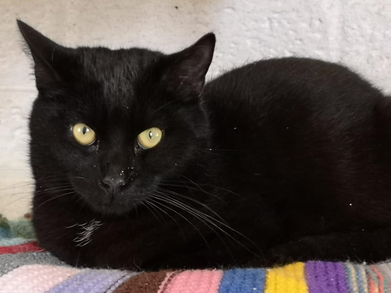 ROSS: To offer Ross his new beginning please email rainbowrehoming@gmail.com to request a Cat Application Form.