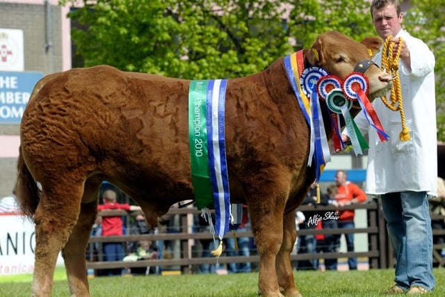 Philip Green with his bull, Derriaghy Enfield, which qualified at Balmoral Show for the Bull Derby Final