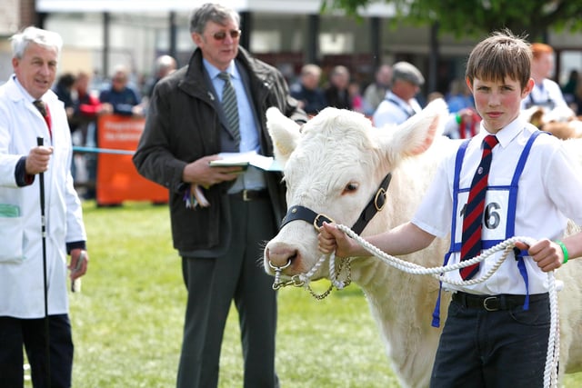 Andrew Rea from Straid showing in the Charolais Ring at Balmoral Show.