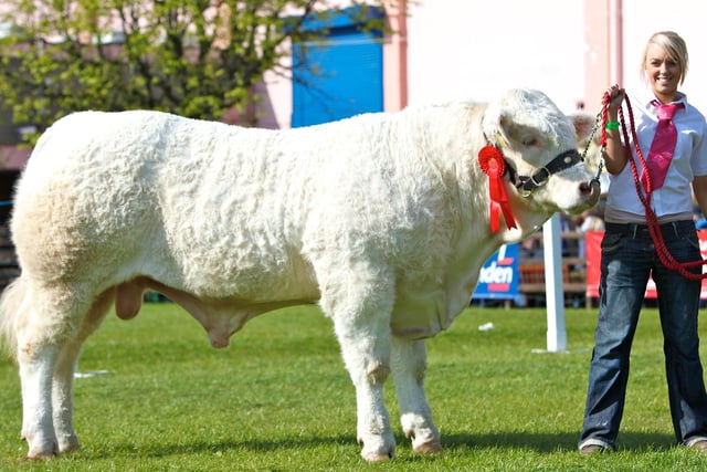 Ratoary Eliminator exhibited by Clodagh McGovern, Clogher was the winner in the Charolais Class for Bulls born on or after 1st January 2009 at Balmoral Show.
