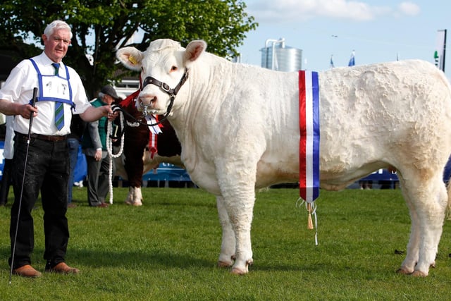 Coolnaslee Dianne owned by Gilbert Crawford, Maghera was the Supreme Overall Champion Charolais at Balmoral Show and is exhibited here by Andrew Patterson.