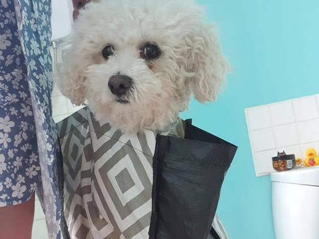 Majella Doherty: "When you're missing the groomers and you get so mingin on walks - this is the only way to get from the front door to the bath tub".