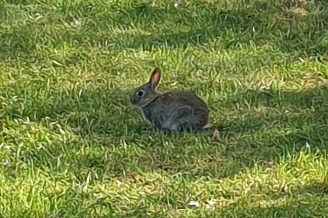 Cindy McCafferty: "Enjoying long walks in that gorgeous sunshine and meeting baby rabbits along the way".