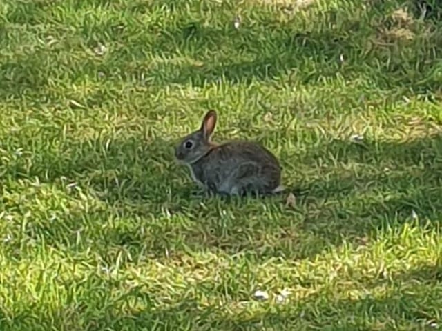 Cindy McCafferty: "Enjoying long walks in that gorgeous sunshine and meeting baby rabbits along the way".