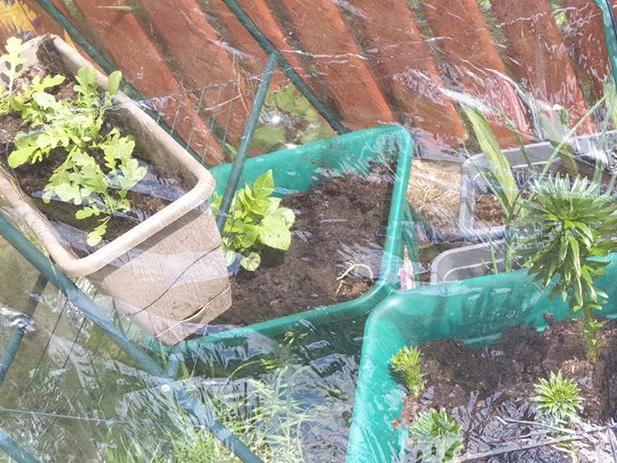 Shaunagh McCafferty: "Never grew anything in my life bar my babies!"