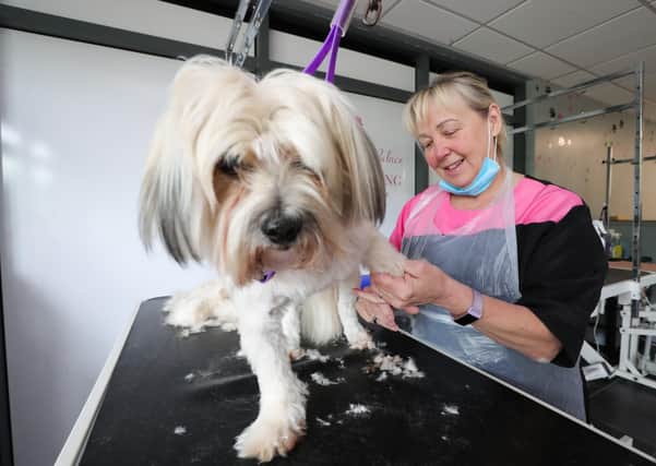 Press Eye - Belfast - Northern Ireland - 8th June 2020 - 

Diane McLucas, owner of the Barkingham Palace Dog Grooming shop in Lisburn, gives dog Jack a trim
