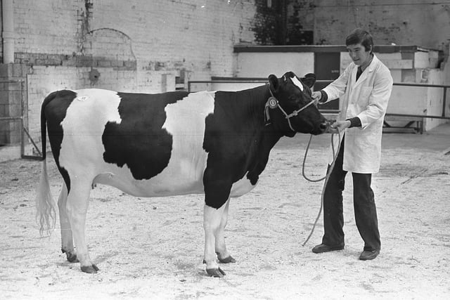 Alister Garrett from Millisle with the first prize Friesian heifer at the show and sale at Banbridge in September 1981. Picture: Farming Life/News Letter archives