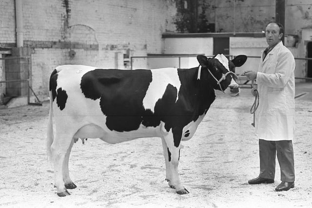 Fred Duncan from Crumlin with the Friesian supreme champion heifer at the Banbridge show and sale in September 1981. Picture: Farming Life/News Letter archives