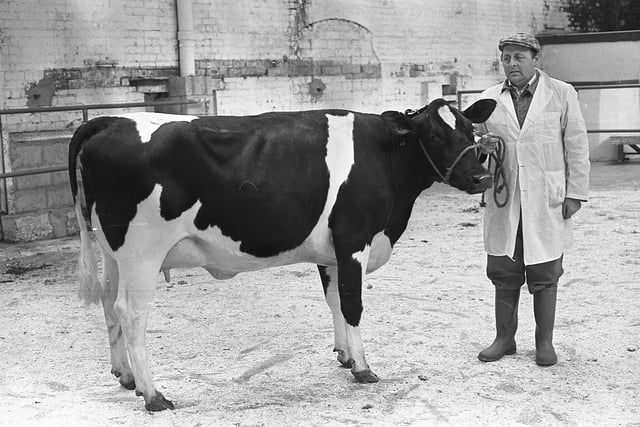 Channon Heenan of Barbican Farms in Newcastle, Co Down, with the Friesian reserve champion heifer at the show and sale at Banbridge in September 1981. Picture: Farming Life/News Letter archives