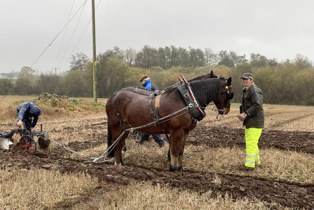 L Hanna BEM with his team of horses at the recent match at Aghalee held by the Hillsborough Ploughing Society