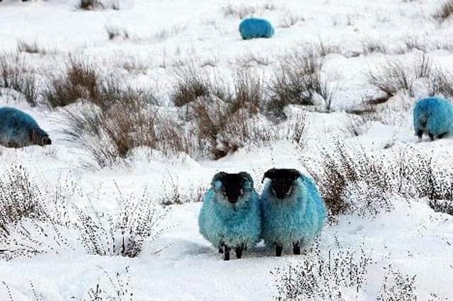Dyed blue sheep huddle to stay warm in the hills of Co Antrim during the big freeze of 2010.