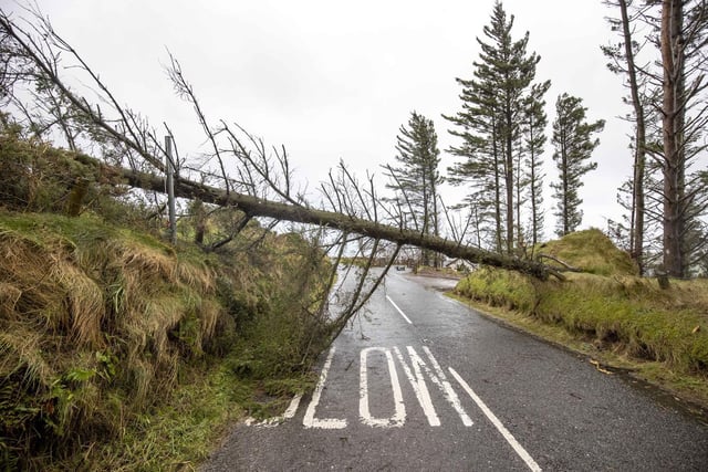 Storm Barra brought down trees, like this one blocking a road in the North Coast.