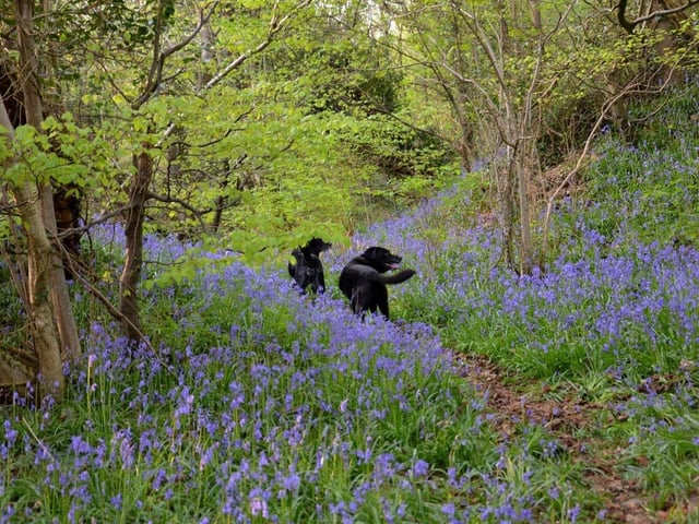 Prehen Woods on the outskirts of the City. Dogs Molly and Hannah are pictured at the Woodland Trust’s Prehen Wood. (Photographer: Christine Cassidy)