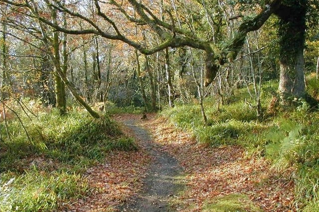 Ness woods is linked to two other woodlands - Ervey Wood and Burntollet Wood. There is woodland, wetland, fauna and flora to enjoy as well as picnic benches for a picnic and an easily accessible meadow.