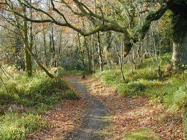 Ness woods is linked to two other woodlands - Ervey Wood and Burntollet Wood. There is woodland, wetland, fauna and flora to enjoy as well as picnic benches for a picnic and an easily accessible meadow.