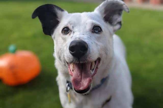 Casper the terrier cross is looking for his forever home.