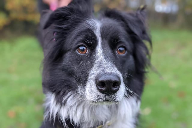 Jess, the 3 year old collie is a very friendly lady who loves getting a fuss and a pet. She loves her toys and enjoys feeding enrichment which keeps her entertained in her kennel. Jess is looking for a home ideally with collie experience, she could live with kids ages 12 and up. Jess hasn't had much experience in a home environment, she can be quite sensitive to certain noises and will need understanding owners who will help her overcome this; she is also very sensitive to traffic noises and will need a home in a quiet location, with quiet walking areas; she could share her home with another doggy pal, pending meets.