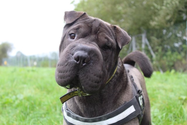 Ollie is a big lovable Shar-Pei who can build an incredible bond with people once he knows he can trust you; he has never really grown up but that is part of his charm as he always puts a smile on your face. Ollie loves to learn new tricks and has loads already under his belt, like paw and go to bed. His favourite toy is a stuffed animal and he has quite an impressive collection in his kennel.