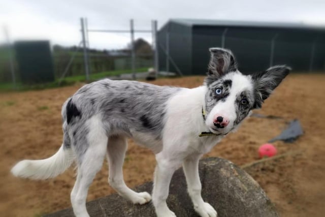 Lucy is a 5 month old Collie pup who needs a very understanding home. Breed experience is essential to ensure she gets all that she needs in terms of socialisation and training. Lucy can be extremely energetic so it would be best that she has plenty of secure outdoor garden spaces. Ideally Lucy will need to live in a semi-rural area with access to quiet walking areas. She is looking for an adult only home and to be the only pet in the house.