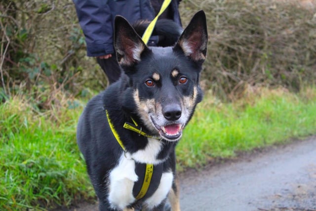 Zed is a lively big boy who loves his walks, toys and tasty treats( especially cheese!) He is a very clever boy who enjoys learning new tricks. Zed can be unsure of new people but is brilliant once he's got to know people. He is looking for a quiet adult only home who have previous training experience. He will need quiet walking areas away from traffic. He is a strong boy on lead so will need someone physically strong enough to manage him. He would love to do canicross, agility or scent work.