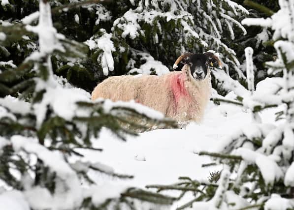Sheep face wintry conditions as snow blasts the Co Antrim hills. Picture: Stephen Hamilton/Presseye