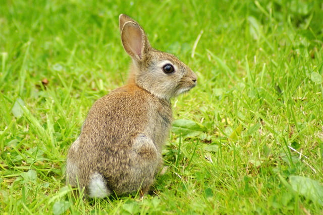 A rabbit in Melmore Gardens, Creggan, Derry June 2014.