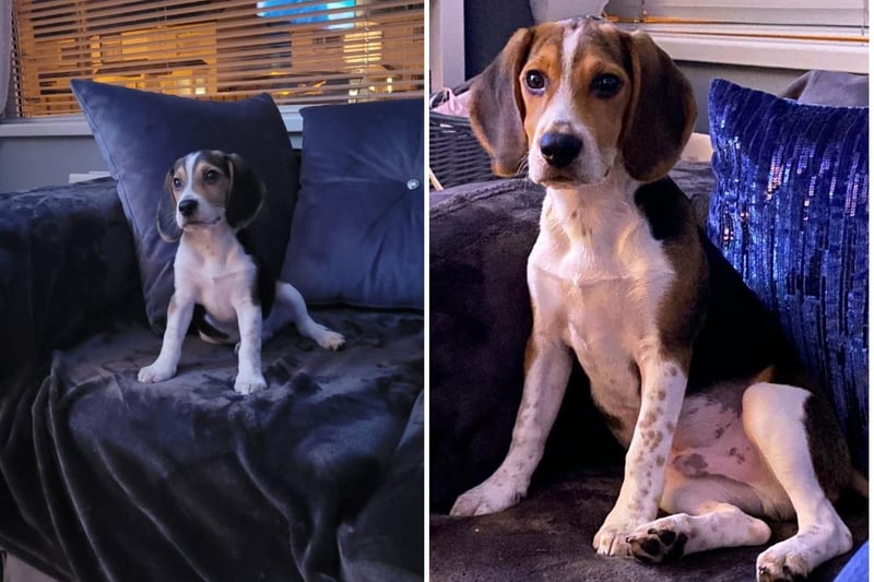 Caroline Ferguson's Cooper at 3 months and now at 5 months