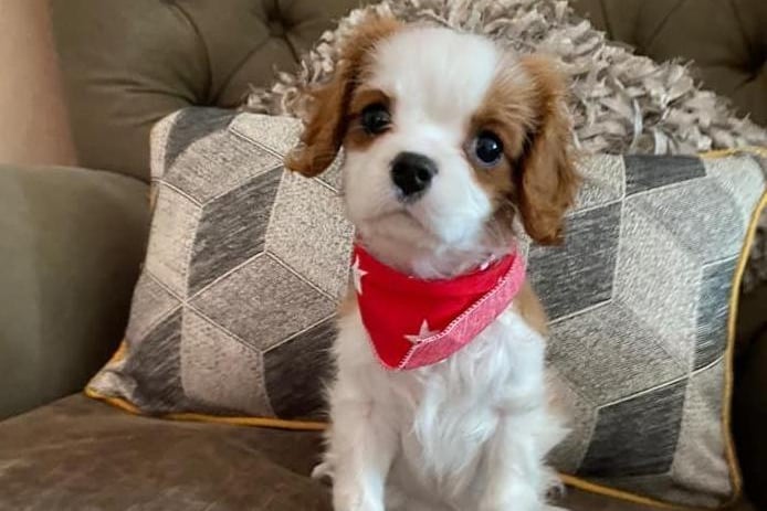 Judith Gibson shared this adorabe photo of Teddy the Cavalier King Charles