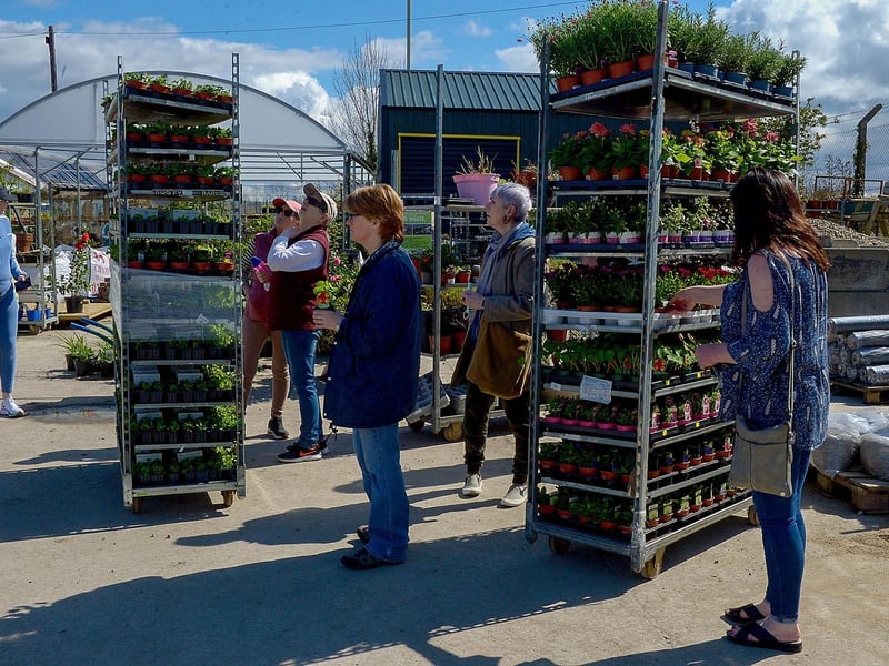 The Springrowth Landscape and Garden Centre is busy after the recent easing of lockdown restrictions. DER2115GS – 027