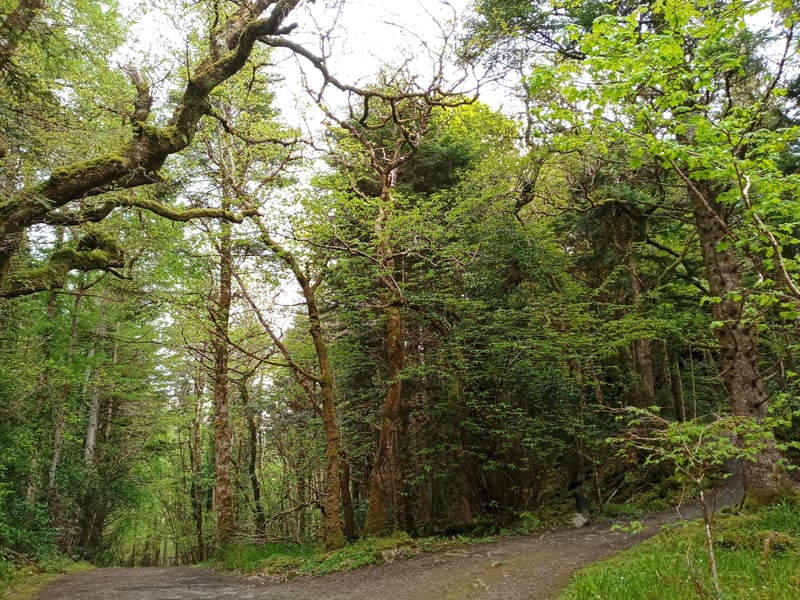 Ards Forest Park, County Donegal.