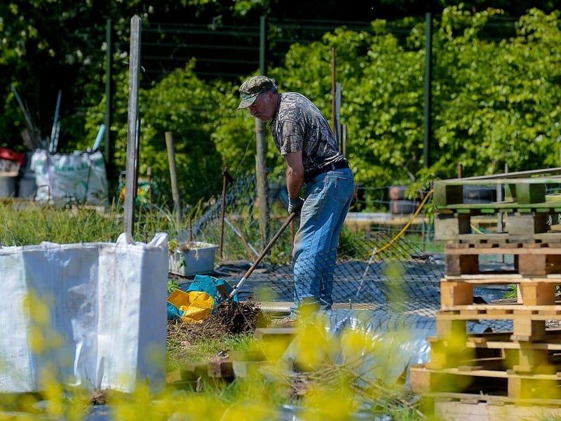 A man works on his allotment, in St Columb’s Park, on Sunday afternoon last. DER2120GS – 009