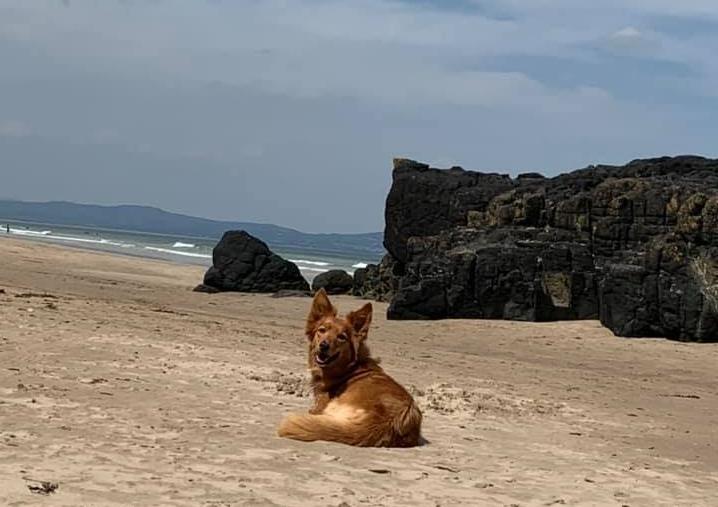 Janice Caldwell - Pets love the beach too