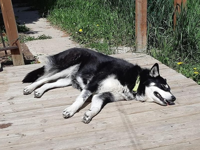 Joane Volbrecht - asleep in the sun
