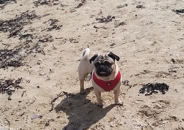 Sharon McGonagle - pet at Pollen bay